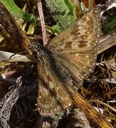 Erynnis tages